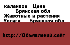 каланхое › Цена ­ 10-50 - Брянская обл. Животные и растения » Услуги   . Брянская обл.